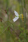 Panhandle meadowbeauty